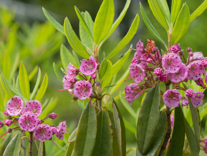 Kalmia angustifolia - Sheep Laurel