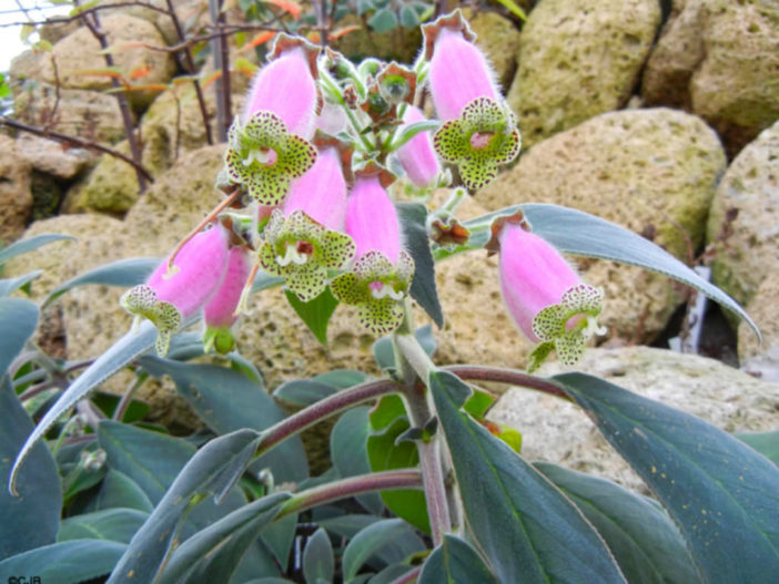 Kohleria warszewiczii