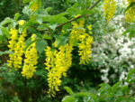 Laburnum Alpinum (Scotch Laburnum) - World Of Flowering Plants