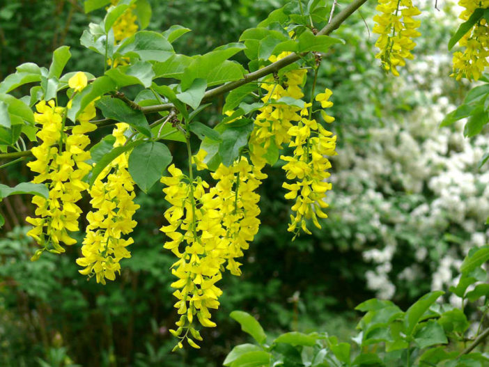 Laburnum alpinum - Scotch Laburnum