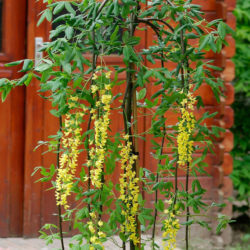 Laburnum Alpinum (Scotch Laburnum) - World Of Flowering Plants