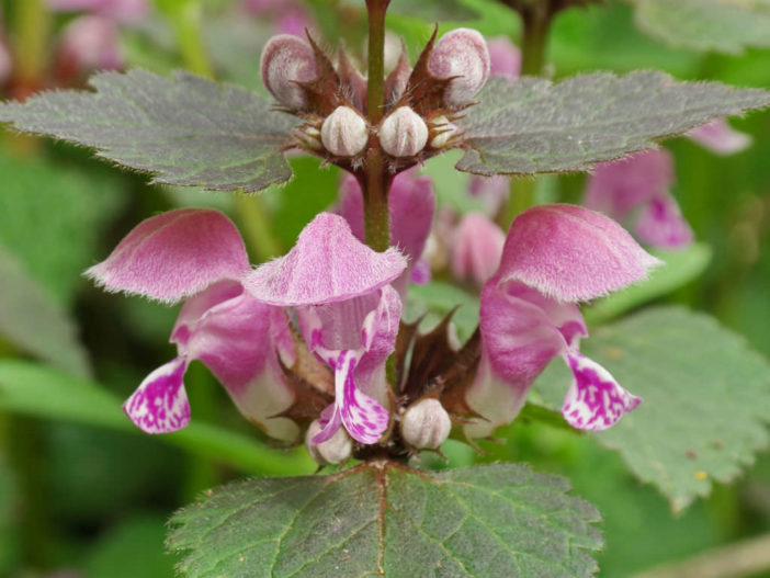 Lamium maculatum - Spotted Dead Nettle