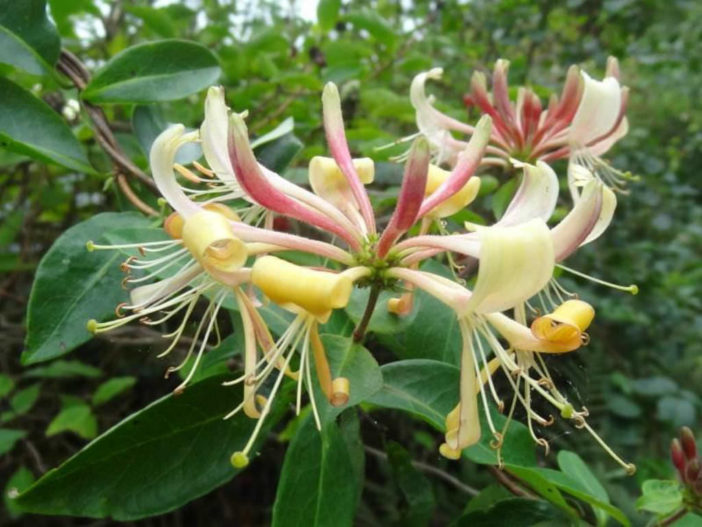 Lonicera periclymenum - Common Honeysuckle