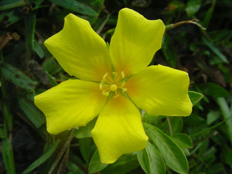 Ludwigia peploides - Floating Primrose-willow