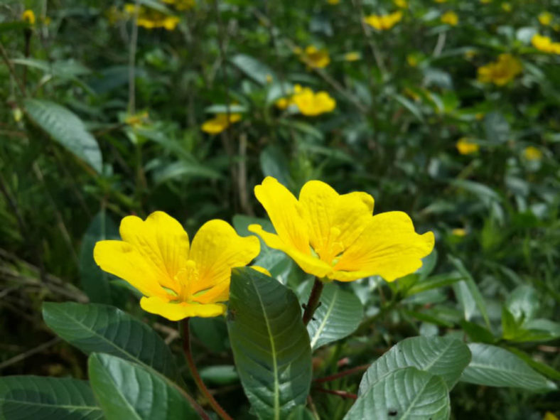Ludwigia peploides - Floating Primrose-willow