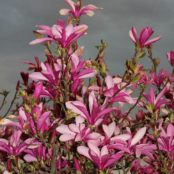 Magnolia liliiflora (Lily Magnolia) - World of Flowering Plants