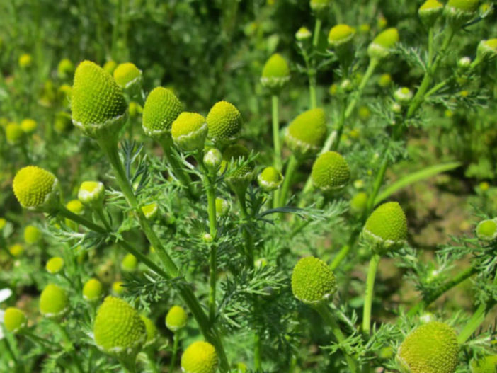 Matricaria discoidea - Pineapple Weed