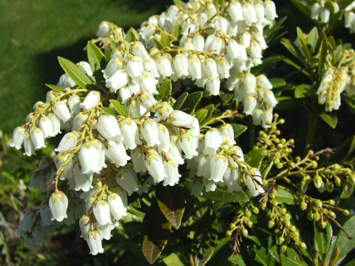 Pieris japonica - Japanese Pieris