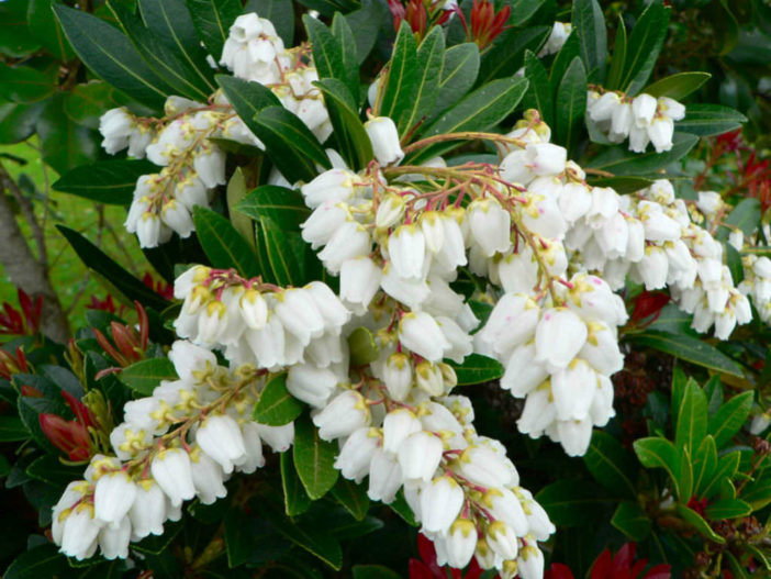 Pieris japonica Care