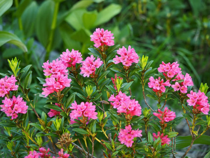 Rhododendron ferrugineum - Alpenrose