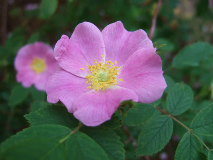 Rosa acicularis - Prickly Wild Rose