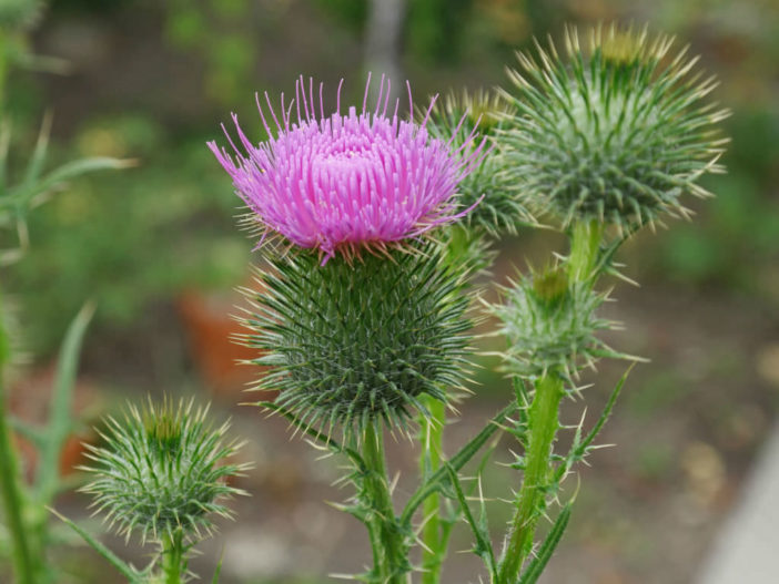 Thistles (Cirsium vulgare)