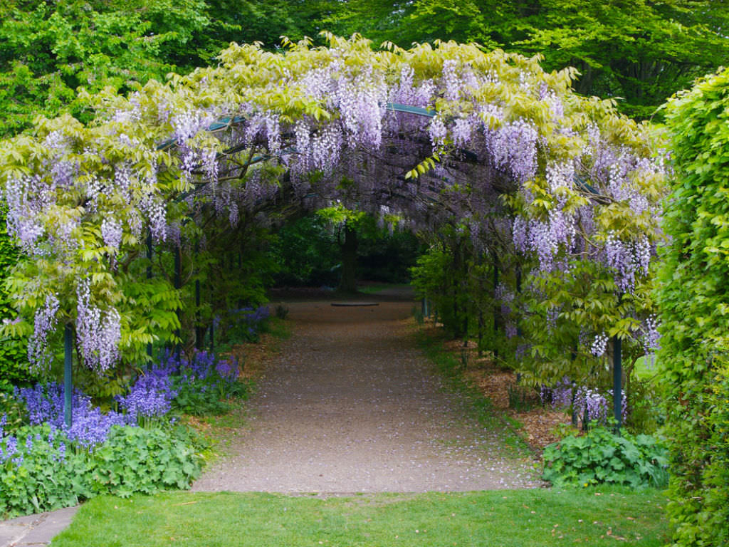 wisteria flower arch
