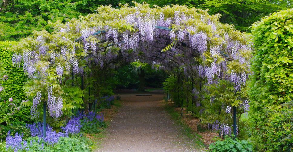 How to Grow and Care for Wisteria - World of Flowering Plants