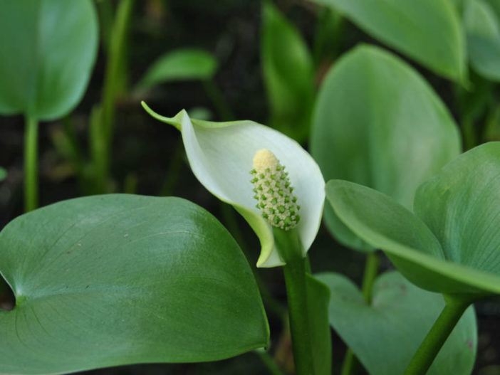 Calla palustris - Water Arum, Bog Arum