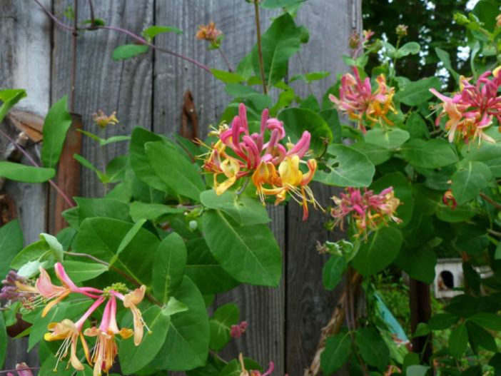 Growing Honeysuckle Vine