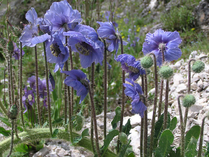 Meconopsis horridula - Prickly Blue Poppy