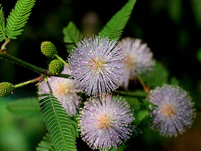 Mimosa pudica - Sensitive Plant