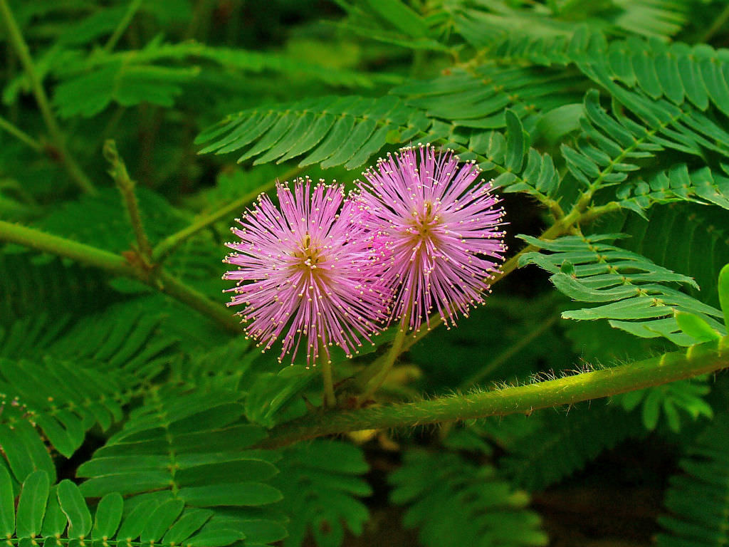 A Especie Tropical Mimosa Pudica Conhecida Como Planta Sensitiva RETOEDU A Especie Tropical Mimosa Pudica Conhecida Como Planta Sensitiva RETOEDU