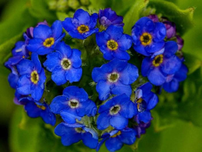 Myosotis azorica - Azorean Forget-me-not