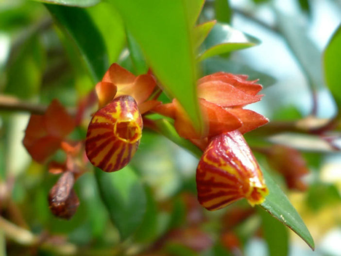 Nematanthus 'Tropicana' - Goldfish Plant