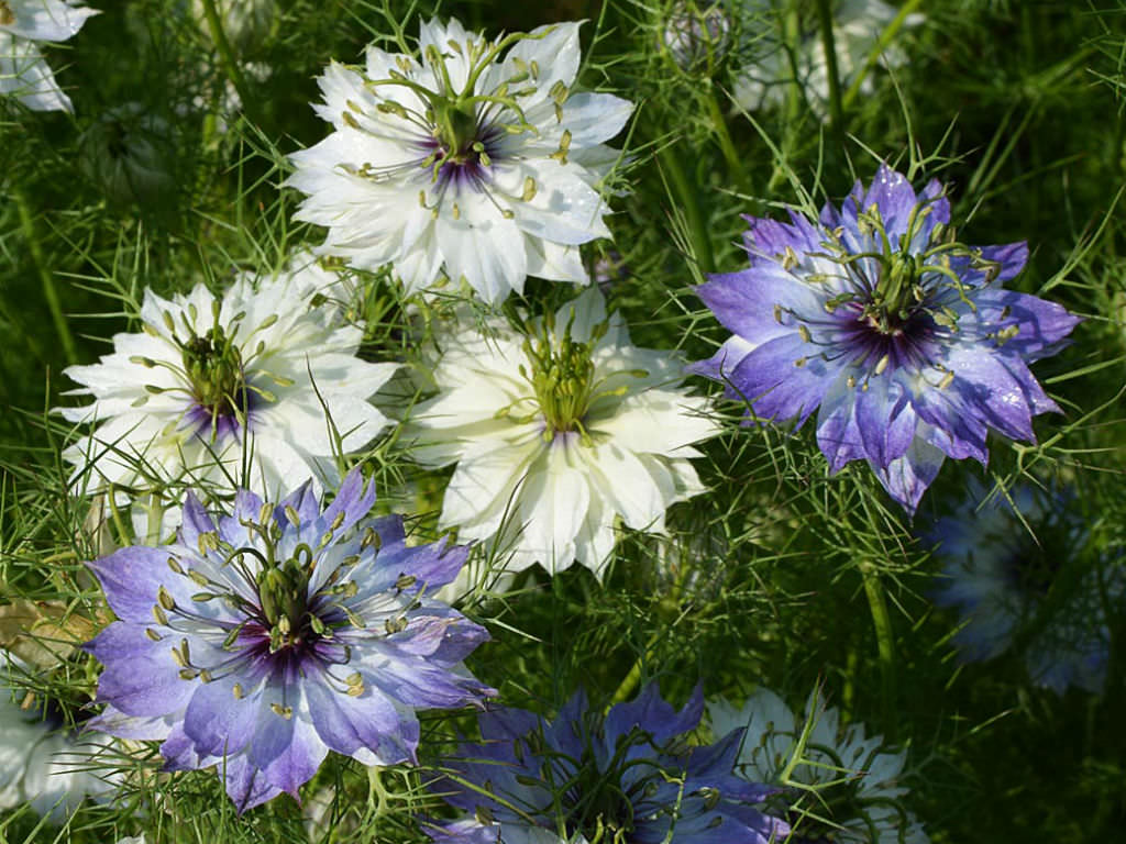 Nigella Damascena Love in a Mist World Of Flowering Plants