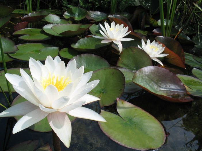 Nymphaea alba - European White Water Lily