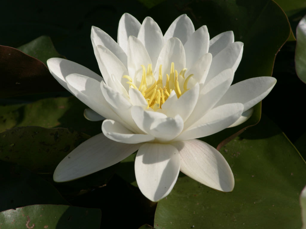 Nymphaea alba - European White Water Lily | World of Flowering Plants