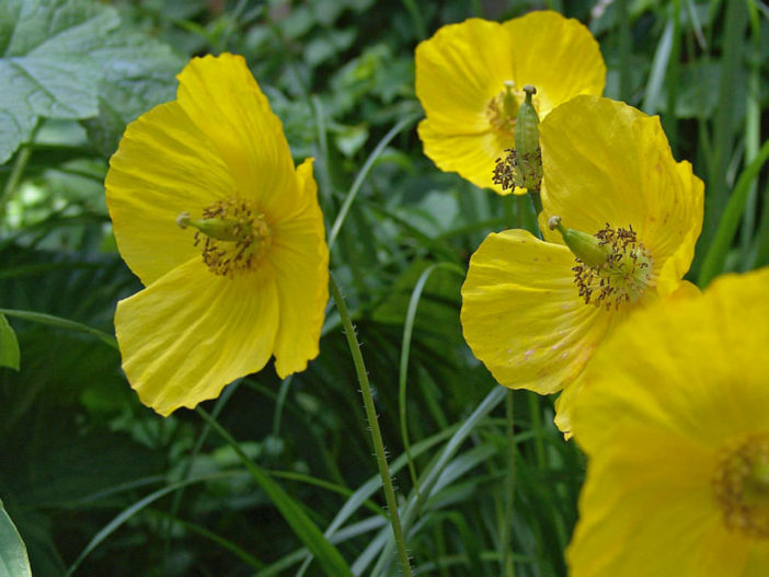 Papaver cambricum - Welsh Poppy