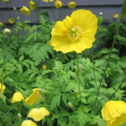 cambricum papaver welsh