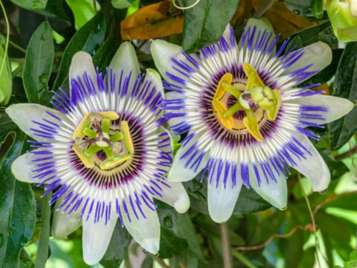 Passiflora caerulea - Blue Passion Flower