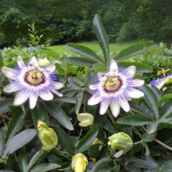 Passiflora caerulea (Blue Passion Flower) - World of Flowering Plants