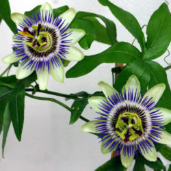 Passiflora caerulea (Blue Passion Flower) - World of Flowering Plants
