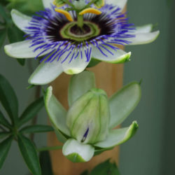 Passiflora caerulea (Blue Passion Flower) - World of Flowering Plants