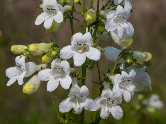 Penstemon digitalis - Foxglove Beardtongue