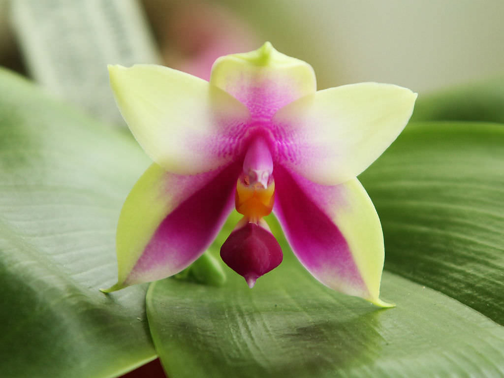 Phalaenopsis bellina - World of Flowering Plants