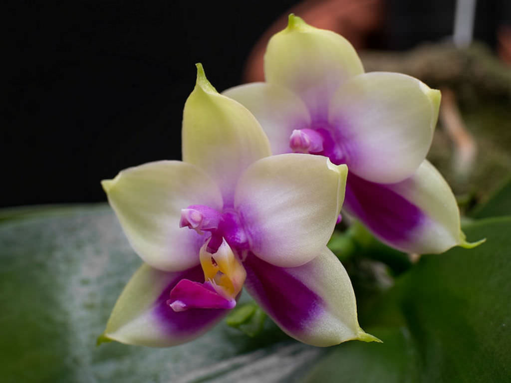 Phalaenopsis bellina | World of Flowering Plants