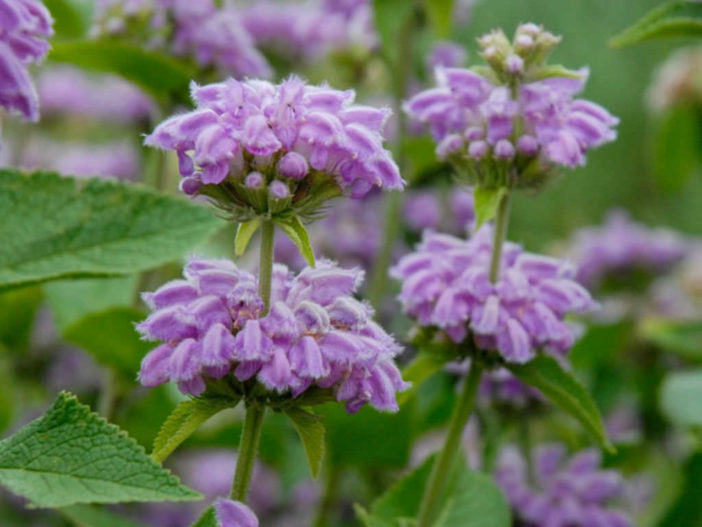 Phlomis cashmeriana - Kashmir Sage