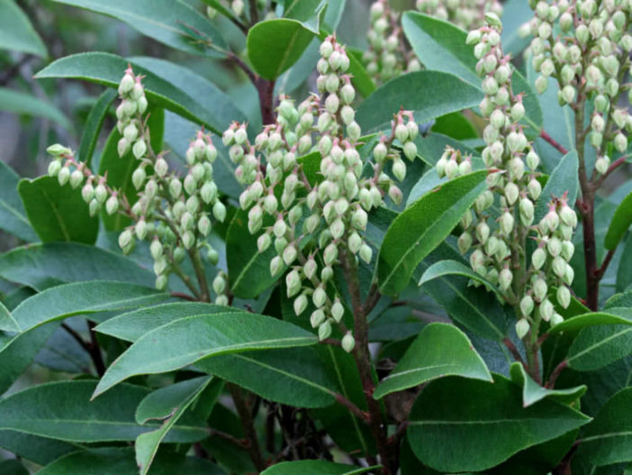 Pieris floribunda (Mountain Fetterbush) - World of Flowering Plants