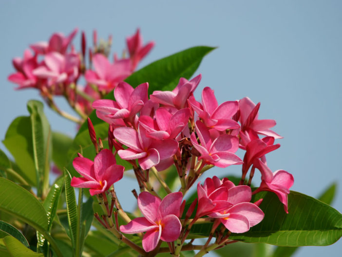 Plumeria rubra - Frangipani