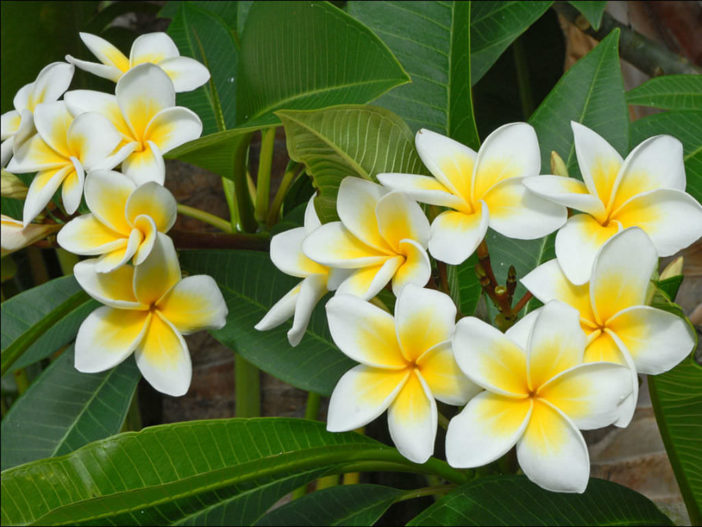 Plumeria rubra (Frangipani) - World of Flowering Plants