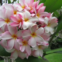 Plumeria rubra (Frangipani) - World of Flowering Plants