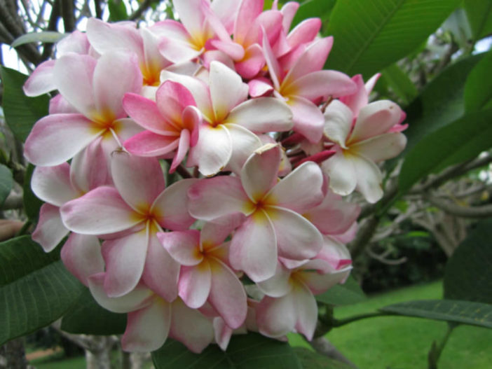 Plumeria rubra (Frangipani) - World of Flowering Plants