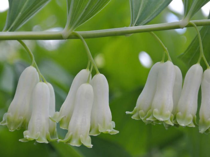 Polygonatum multiflorum - Solomon's Seal