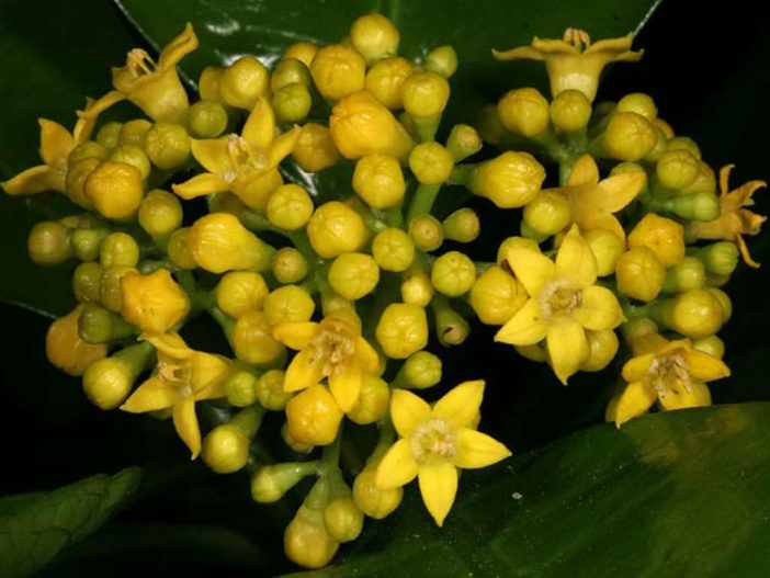 Psychotria capensis - Black Bird Berry