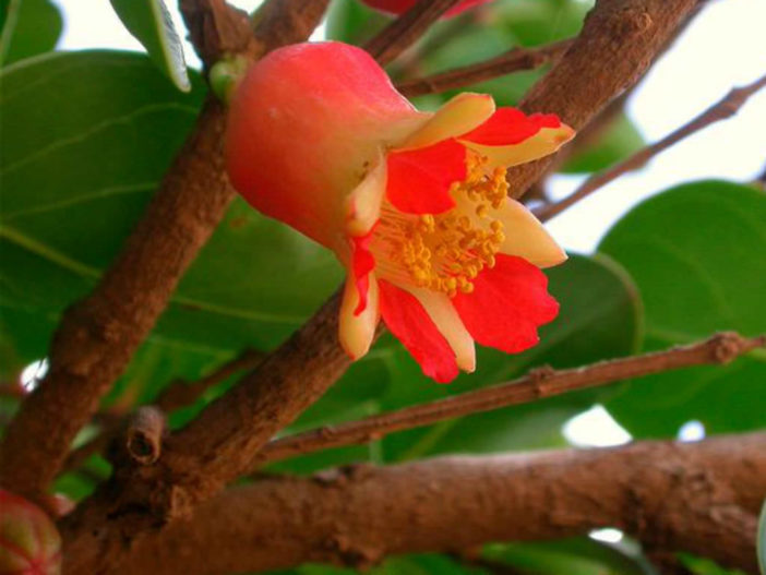 Punica protopunica - Socotran Pomegranate