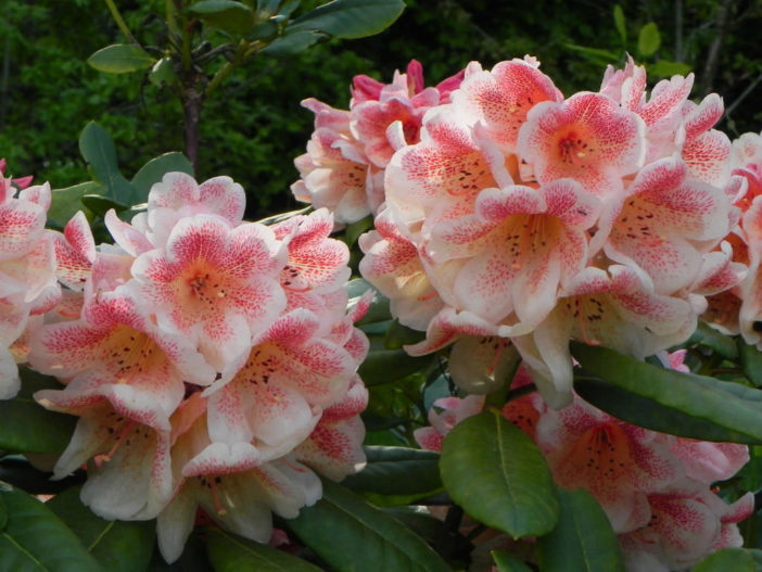 Rhododendron 'Firelight'