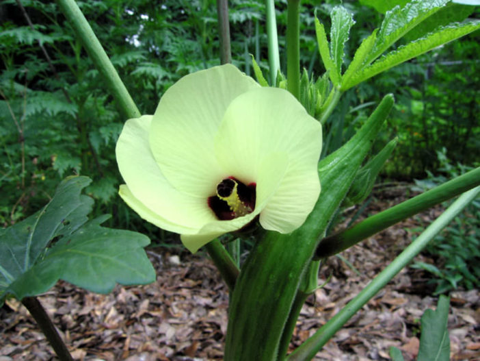 Abelmoschus esculentus - Okra