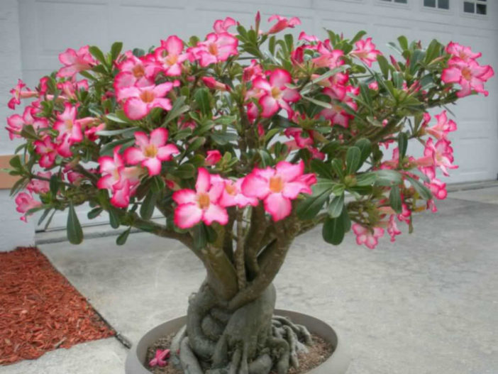 Rose du désert rose : Adenium obesum rose