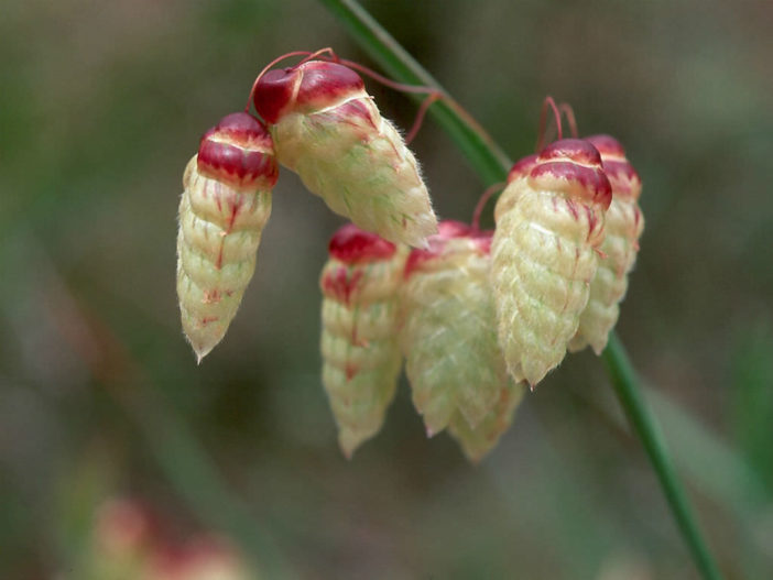 Briza maxima - Greater Quaking Grass